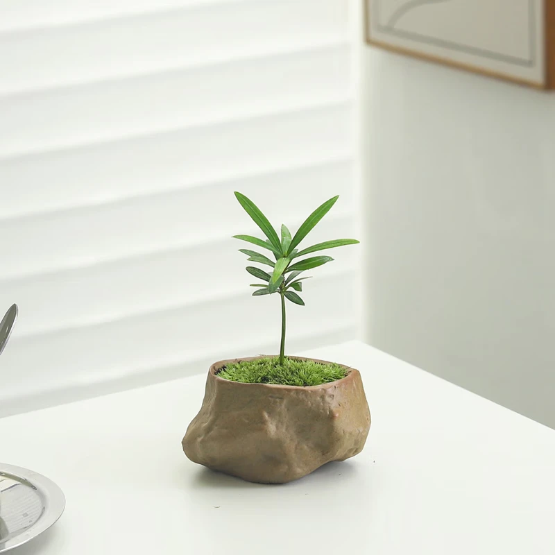 喜鹊说罗汉松盆栽客厅室内四季常青植物办公桌面好养小绿植花卉盆景窗台 罗汉松+海岛礁石盆 带盆栽好