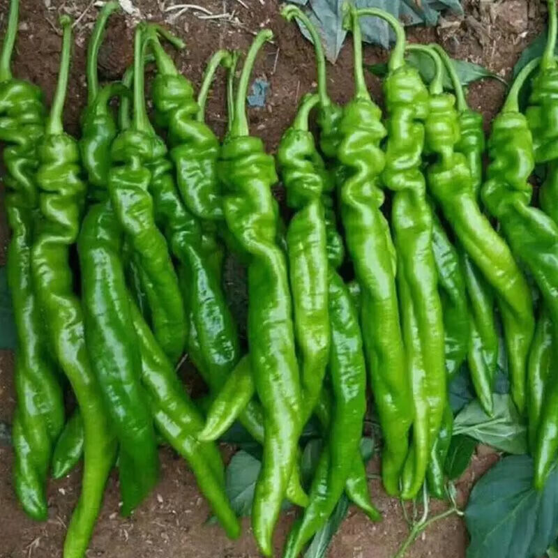 螺丝椒苗 香辣特大辣椒种籽螺丝椒薄皮蔬菜苗秧孑- 螺丝椒苗100颗【带土发货】