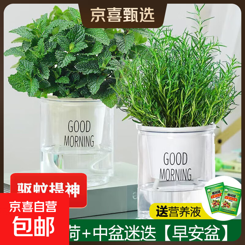 柠檬薄荷盆栽可食用迷迭香薄荷叶苗驱蚊草水培好养花卉室内绿植物 中盆薄荷+中盆迷迭(早安盆)+2营养液 含盆