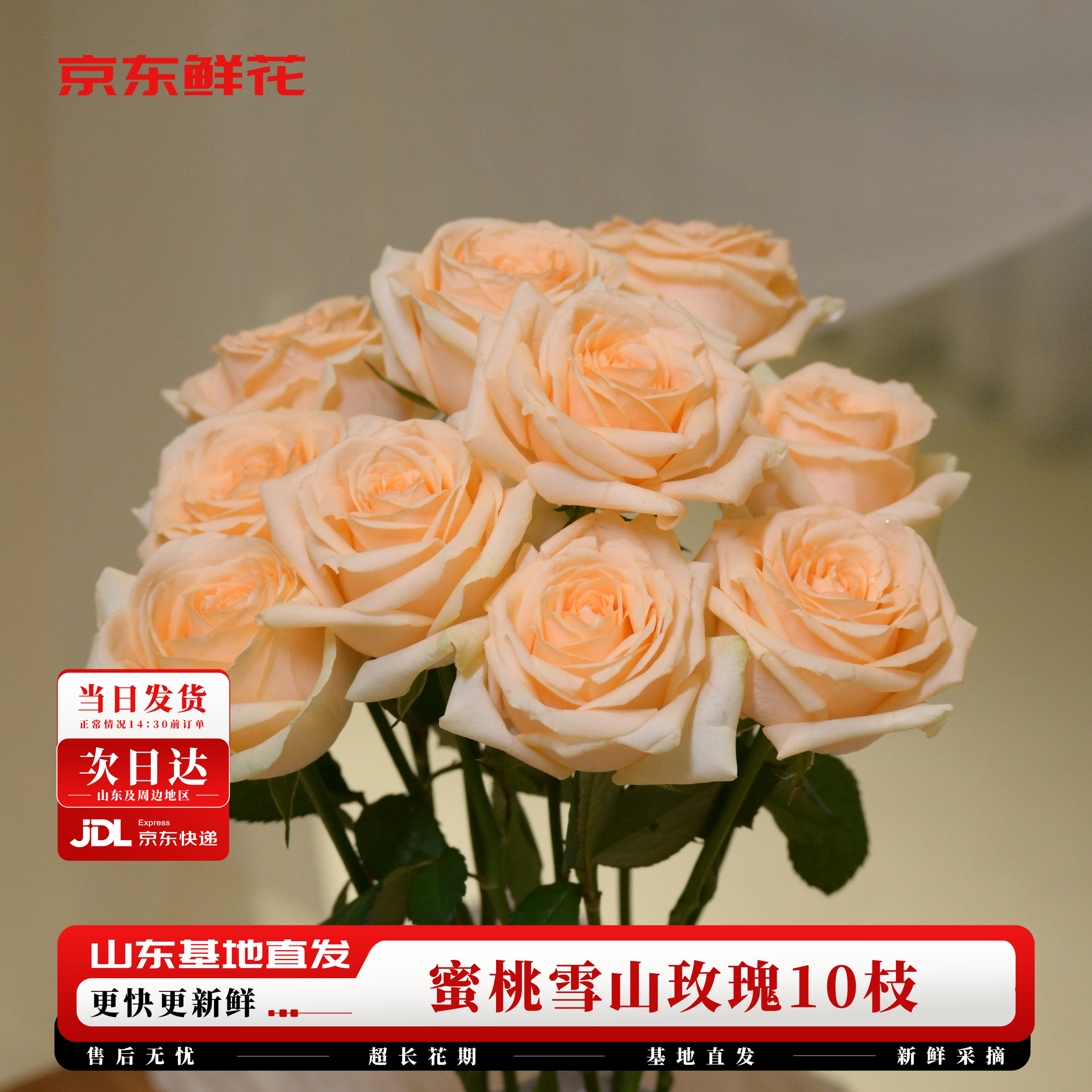 京东鲜花【蜜桃雪山】玫瑰花10枝40cm起发如意基地鲜切花插花生活源头直发