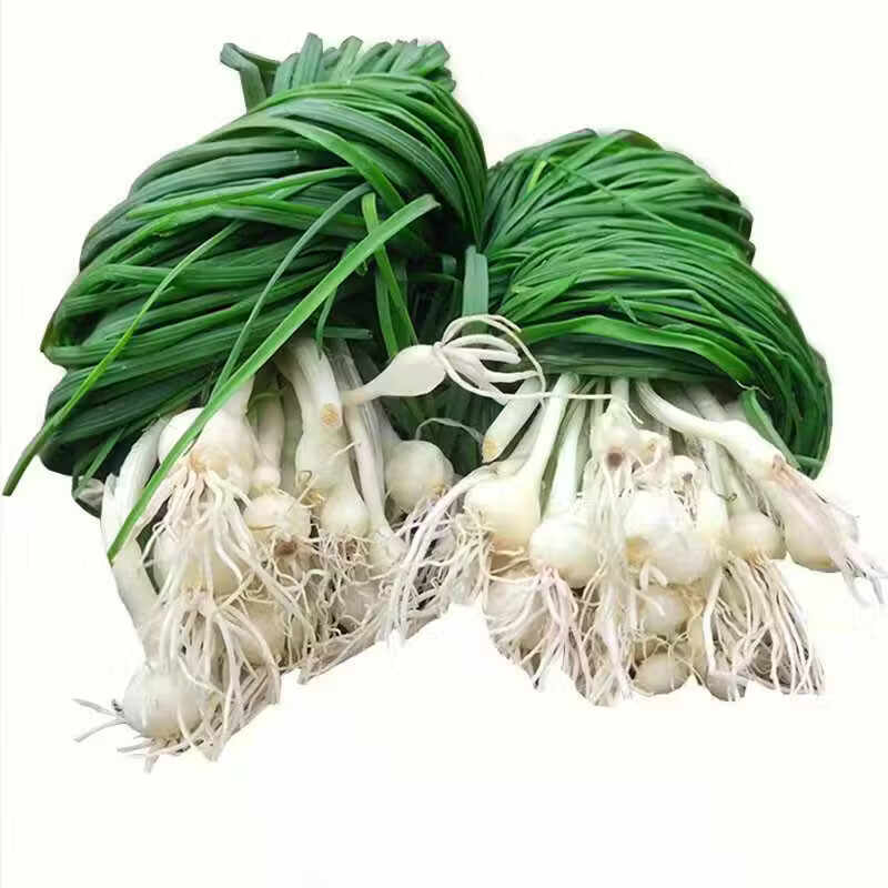 正宗野生野葱 新鲜采摘 山野菜小根葱 农家自采生鲜蔬菜 1500g