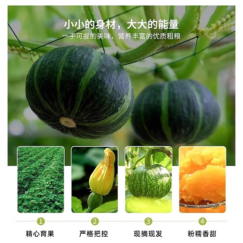 鲜级佳贝贝南瓜板栗味当季新鲜蔬菜时令生新早餐食品 5斤含箱 净重 4.6斤 贝贝南瓜