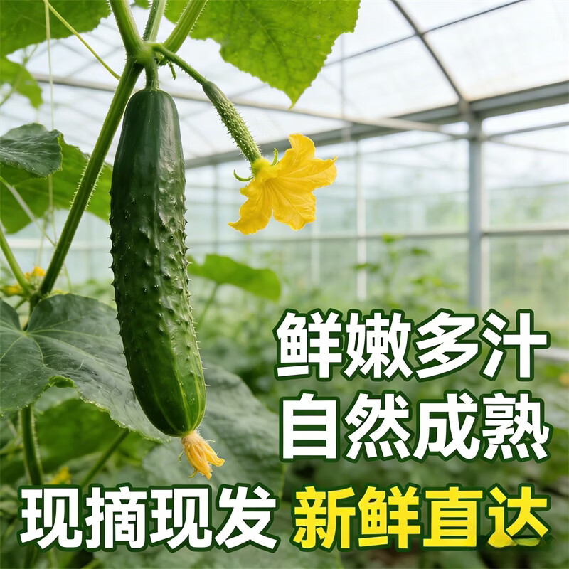 精选水果当季黄瓜农家应季现摘蔬菜新鲜水果黄瓜爽口绿心脆甜减脂 现摘精选品质 5斤 净重