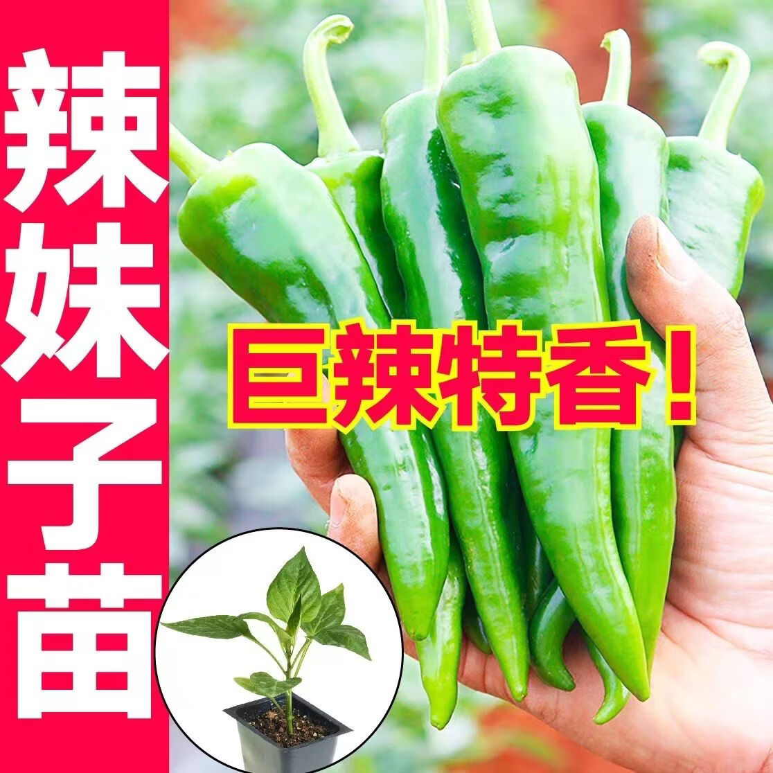 特辣辣椒苗 超辣辣妹辣椒苗100颗（带土发货）