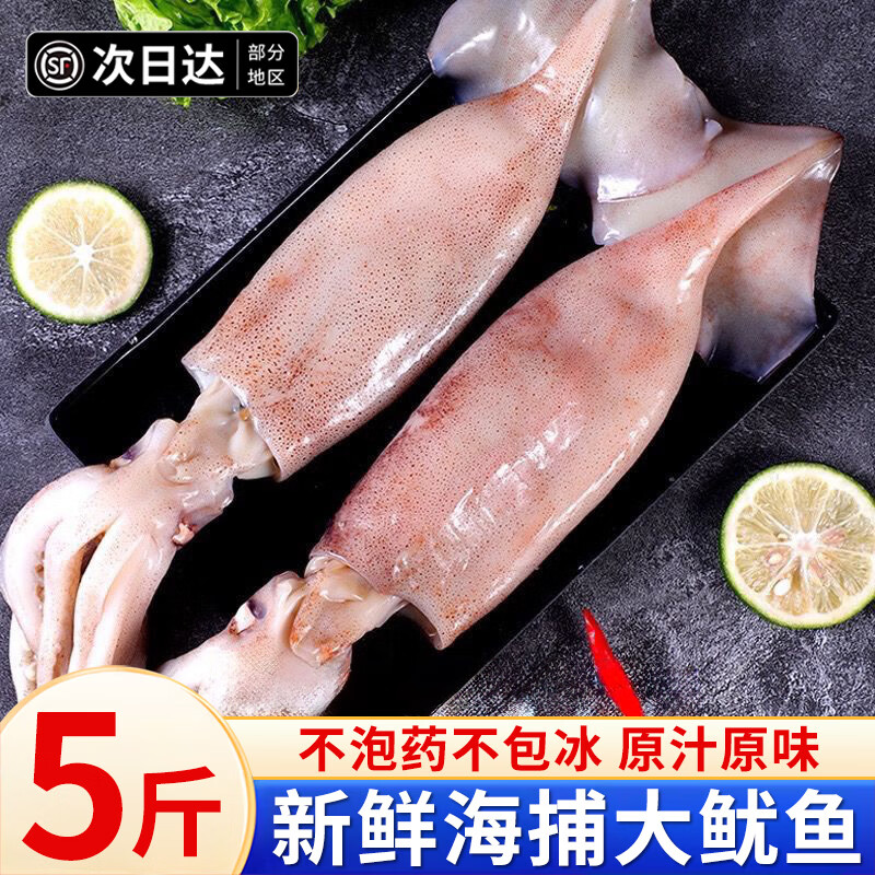 百库鲜冻大鱿鱼整条 5斤 新鲜深海生鲜夜宵烧烤食材可做烤鱿鱼圈条 深海大鱿鱼 5斤(净重) 