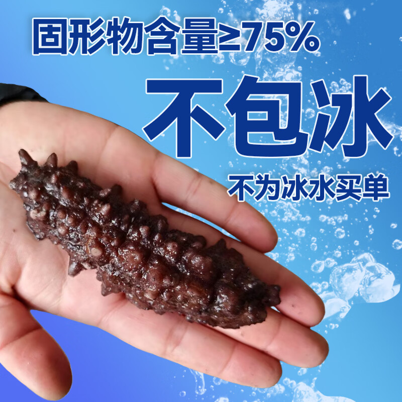 亿鲜笙野货即食海参不包冰大个头肉厚筋道独立包装开袋即食深海刺参营养 1500g（送海参鸡1盒） 13-20只/斤