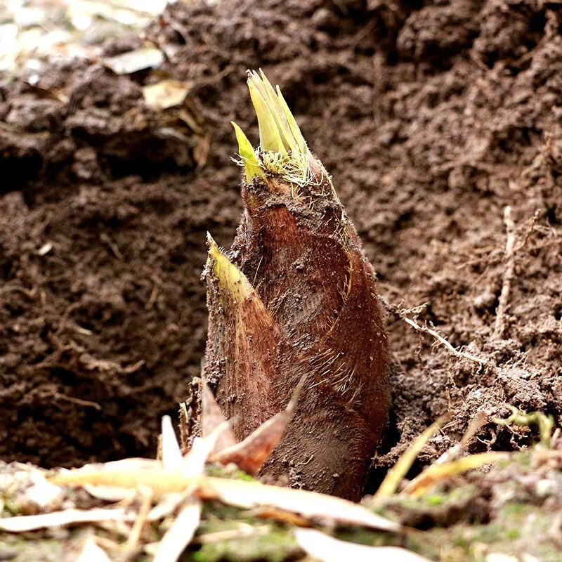 三侬公社新鲜春笋毛笋笋子轻食蔬菜5斤 新鲜毛笋5斤
