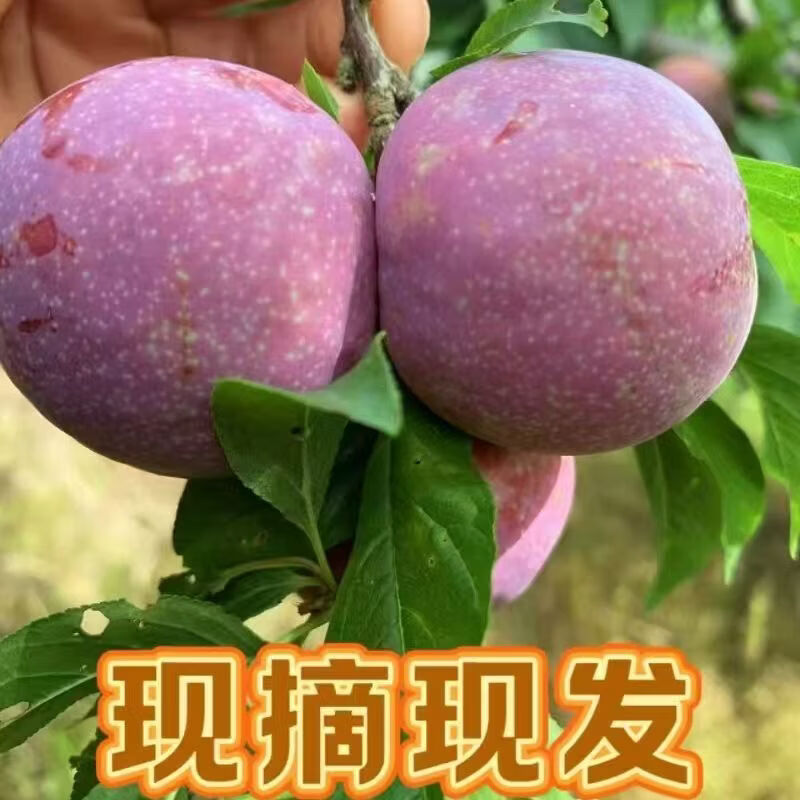 名绩信宜钱排三华李新鲜 当季水果 脆甜红心李子当季酸孕妇水果现摘 净重果5斤
