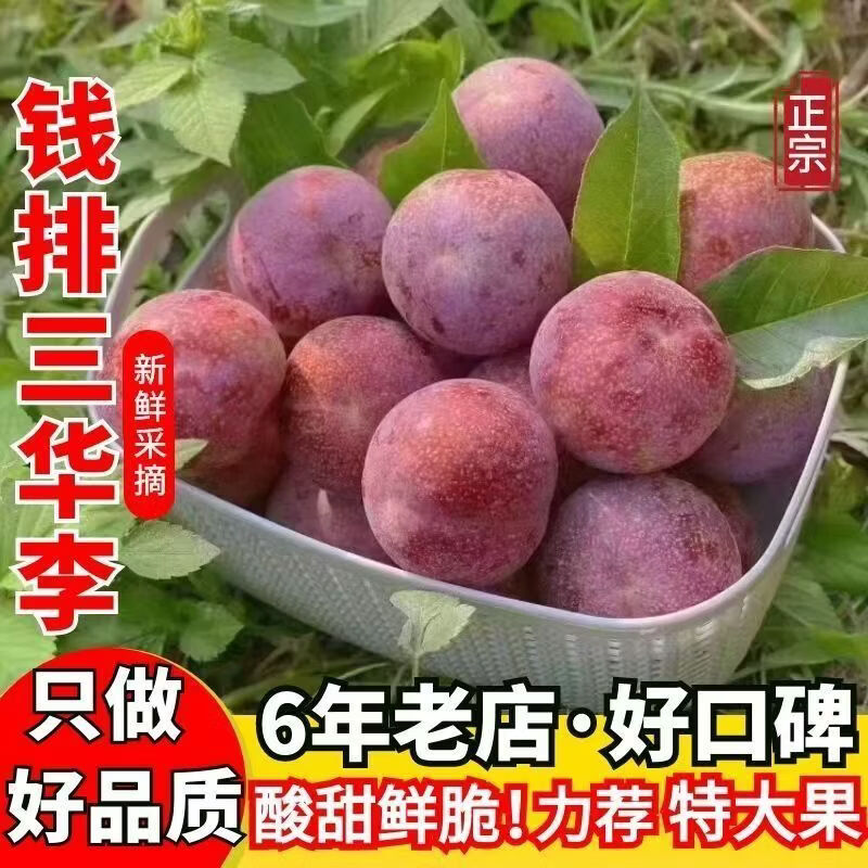 名绩正宗信宜钱排三华李新鲜当季水果现货孕妇酸甜脆包邮红心李子 净重特大果5斤