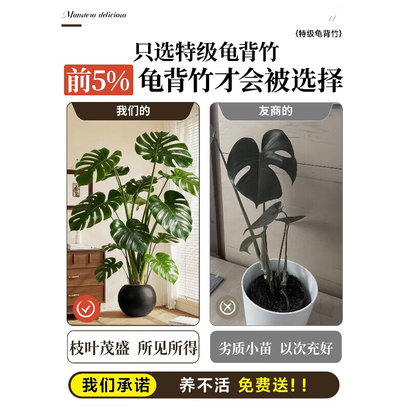 雅致龟背竹客厅大盆栽大叶开背老桩高级感绿植物办公室内好养落地盆景 精品S级龟背竹100-120cm【白色菱形盆】