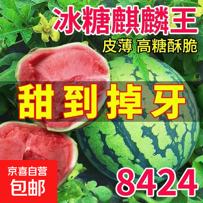 早佳8424冰糖麒麟西瓜种子少籽高产大瓜甜王南北四季蔬菜水果种子 早佳8424西瓜种子50粒1包