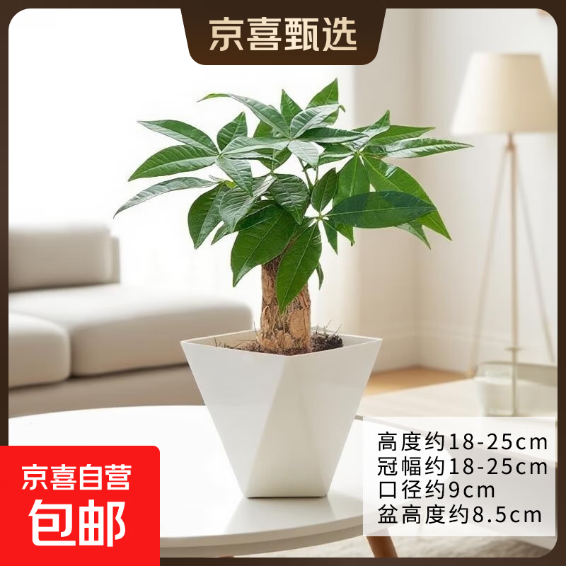 发财树盆栽绿植室内客厅桌面净化空气迷你摆件懒人好养花卉植物 单杆发财树+方韵树脂套盆