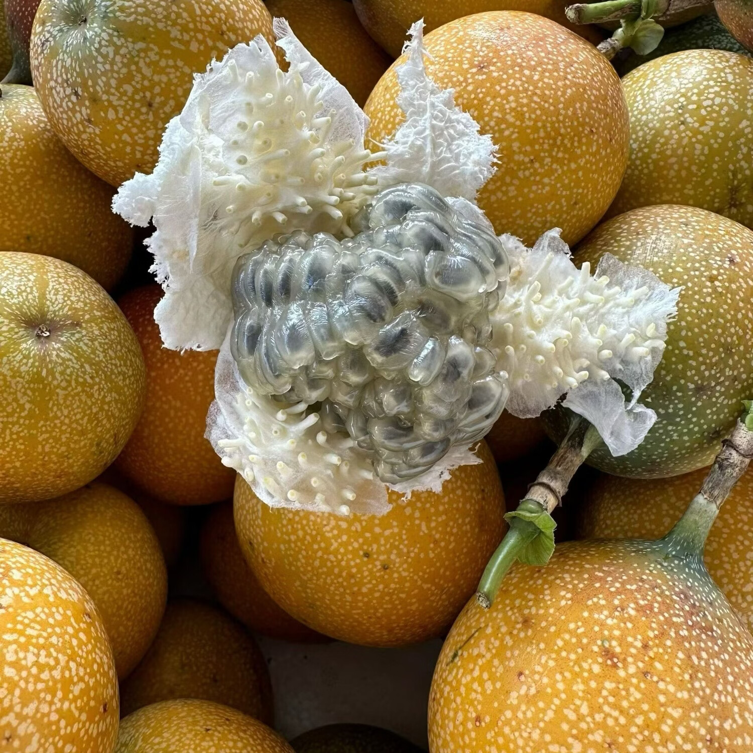 西双版纳热情果新鲜采摘水果纯甜无酸 5斤精品果 70-120克以上