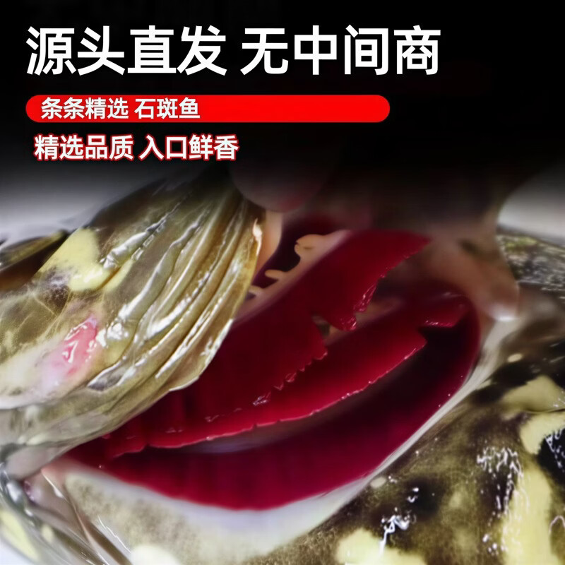 添渔港新鲜石斑鱼老虎斑珍珠斑活鱼冷冻大号整鱼深海海捕海鲜龙胆石斑鱼 【1条装】500-600g