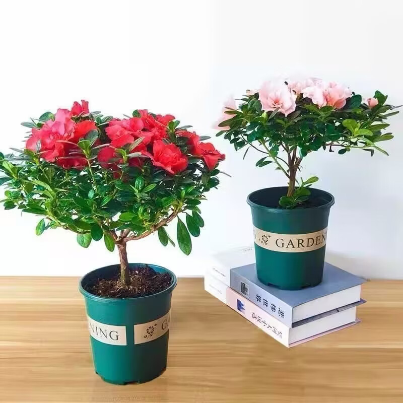 杜鹃花盆栽带花苞发老桩大棵四季开花植物室内外阳台好养易活花卉 一盆
