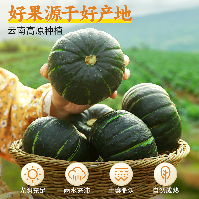 鲜级佳贝贝南瓜板栗味当季新鲜蔬菜时令生新早餐食品 5斤含箱 净重 4.6斤 贝贝南瓜