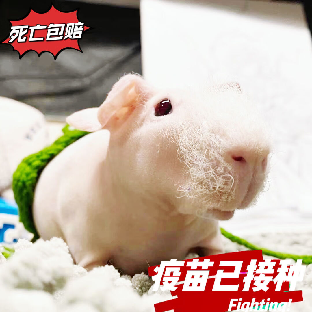 猪无毛小河马无毛猪无毛豚鼠荷兰猪天竺鼠迷你小河马活物 小河马(颜色