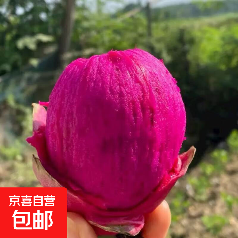 【精品】广西红心火龙果金都一号现摘现发当季水果【多仓发货】 4粒装（单果200g+）净重1.6斤起