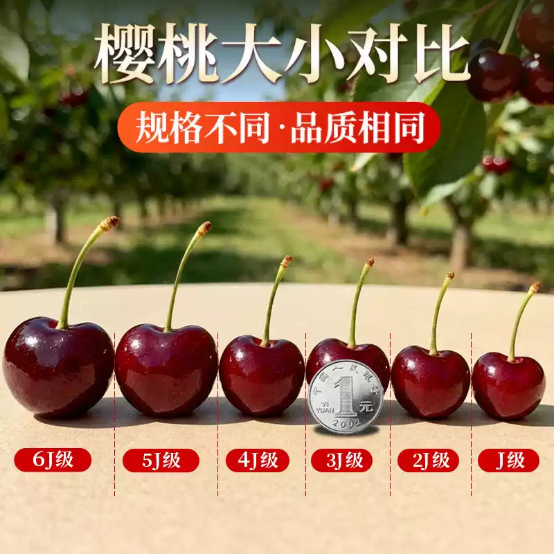 鲁禧海岸头茬大樱桃 新鲜水果 国产车厘子 山东樱桃 当季时令生鲜 端午节 4斤(净重) 带箱5斤家庭装 优选果22-26mm