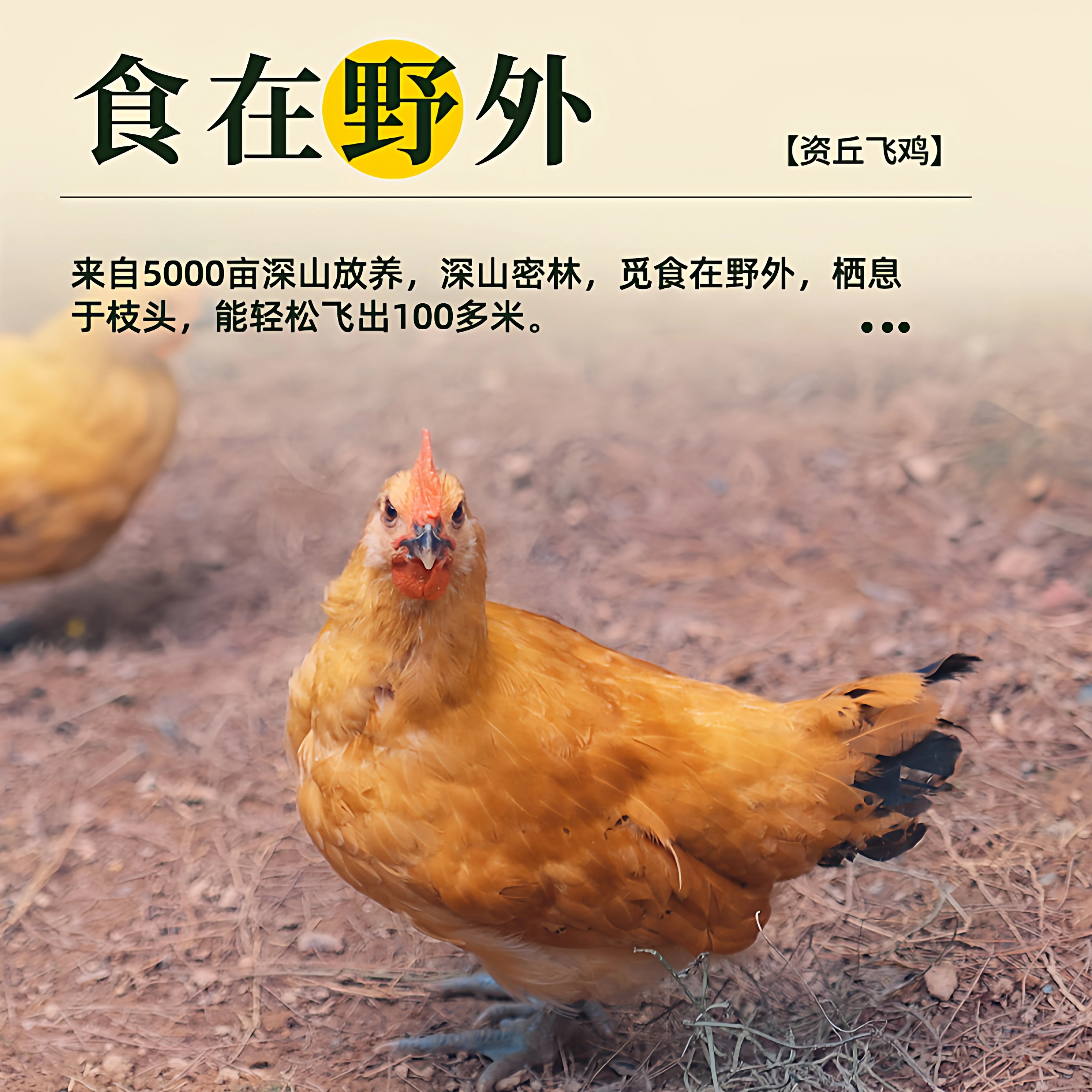 资丘飞鸡资丘高山山林散养走地鸡老母鸡鸡汤500天生长周期现杀现发新鲜 礼盒装罐装土鸡汤【开罐加热食用】