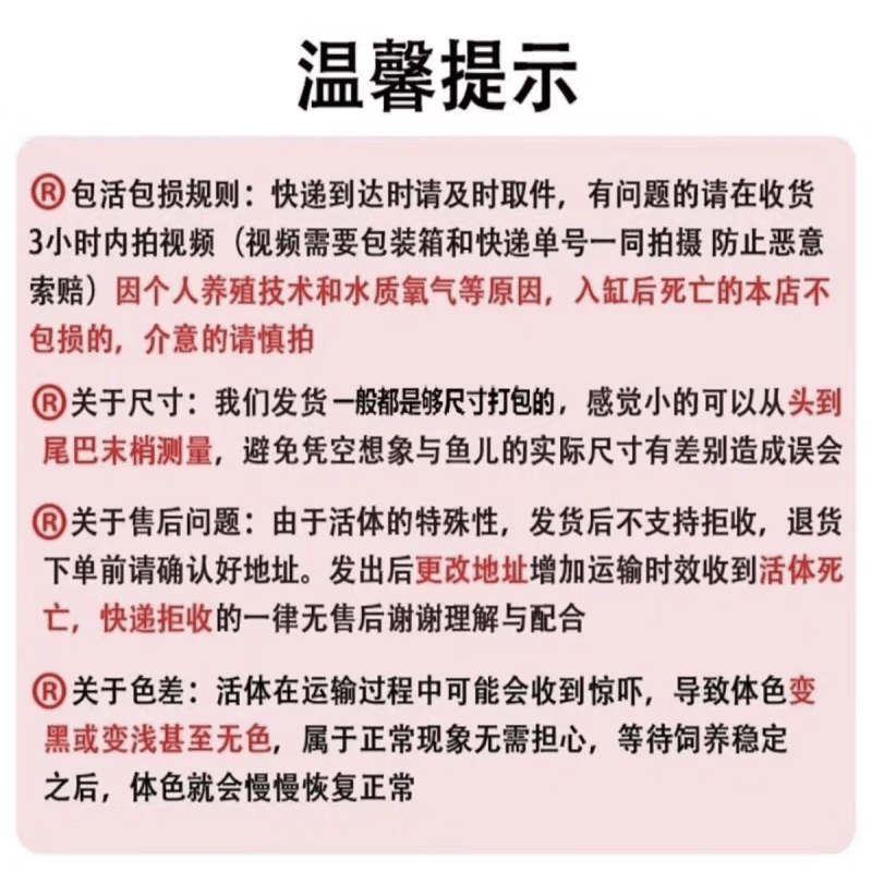 君吻巨骨舌鱼鱼苗红尾爆花大型热带鱼猛鱼活体活物淡水鱼淡水 黑火箭28-30公分 1条【与巨骨齐名的猛鱼】