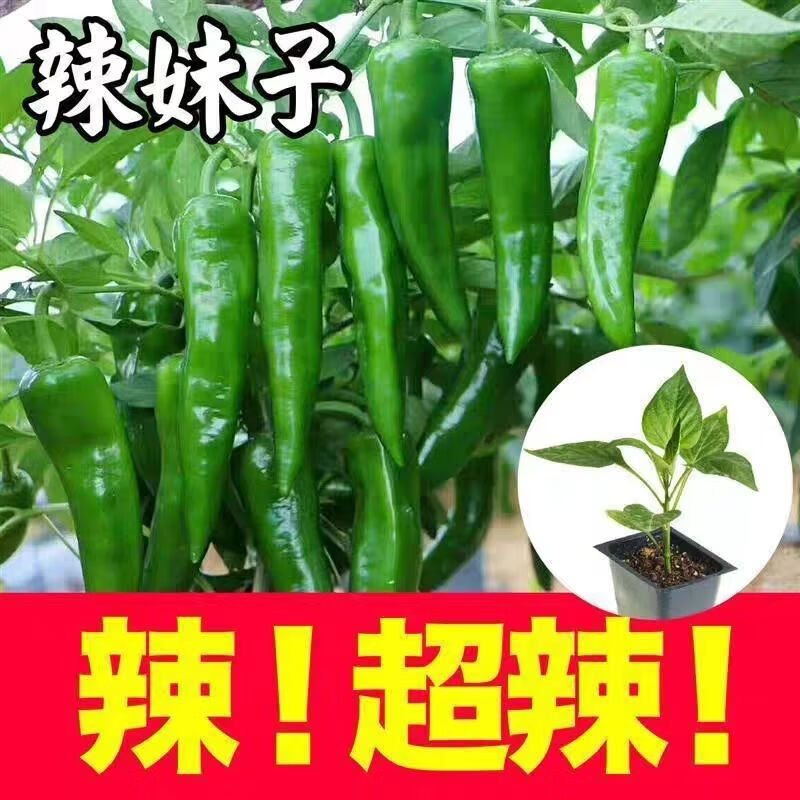 特辣辣椒苗 超辣辣妹辣椒苗100颗（带土发货）