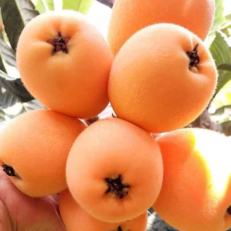 贵州高山枇杷新鲜应季水果枇杷新摘自然熟枇杷整箱直发坏果包赔 贵州高山枇杷 1斤净重小果20-30g（试吃装）