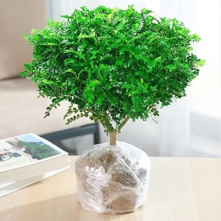 清香木胡椒木驱蚊绿植盆栽甜品装饰室内四季好养花卉叶 2盆+加仑盆