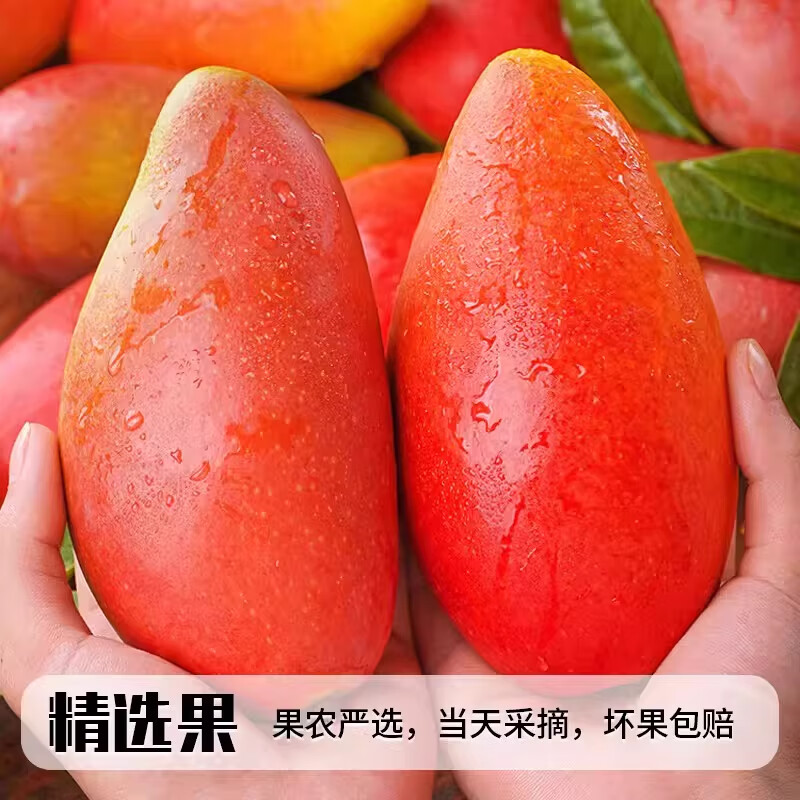麦知鲜正宗海南贵妃芒新鲜树上熟【多地隔日达】皮薄多汁时令水果大芒果 5斤【香甜爆汁-手挑果|单果100-150克】净重4.5斤
