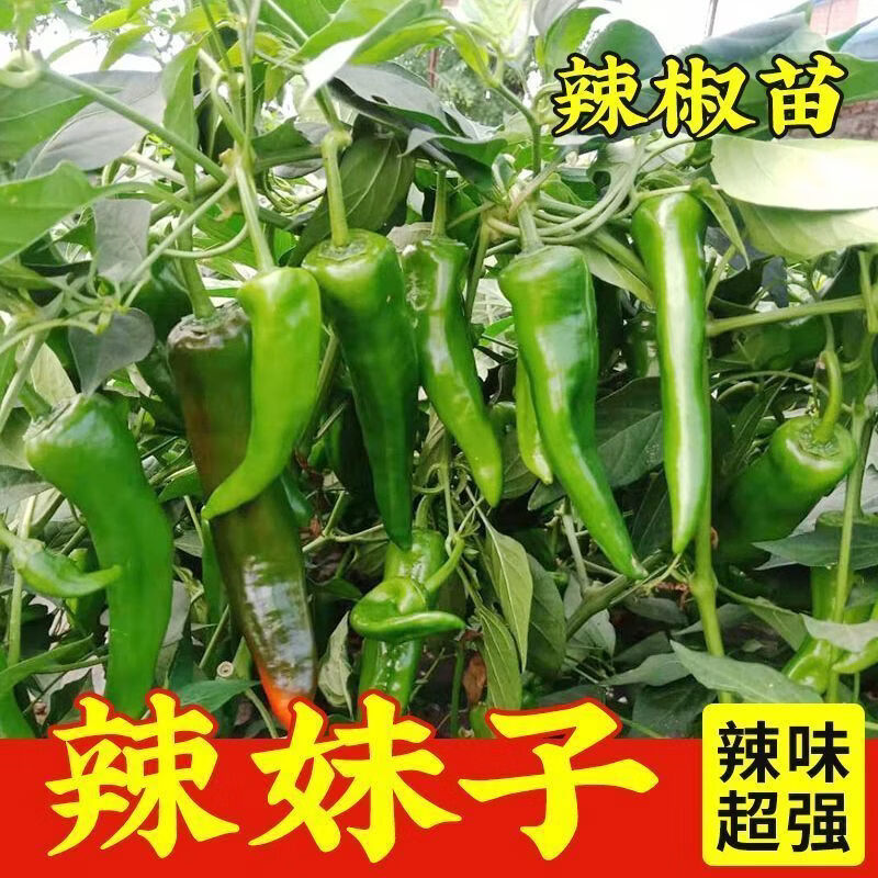 特辣辣椒苗 超辣辣妹辣椒苗100颗（带土发货）