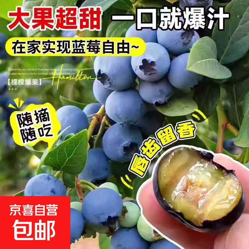 ���ڲ��������������ݮ���������Դ��������Ϸ�������ֲ�ļ���Ź������ F6������ݮ��� 1�裨֦��������45cm�� 29.9Ԫ