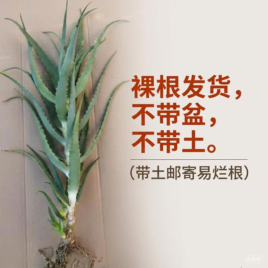 木立芦荟龙爪菊盆栽可药用 鲜新叶片苗老桩室内绿植多肉植物花卉 10年 药用老叶片 8片左右/斤