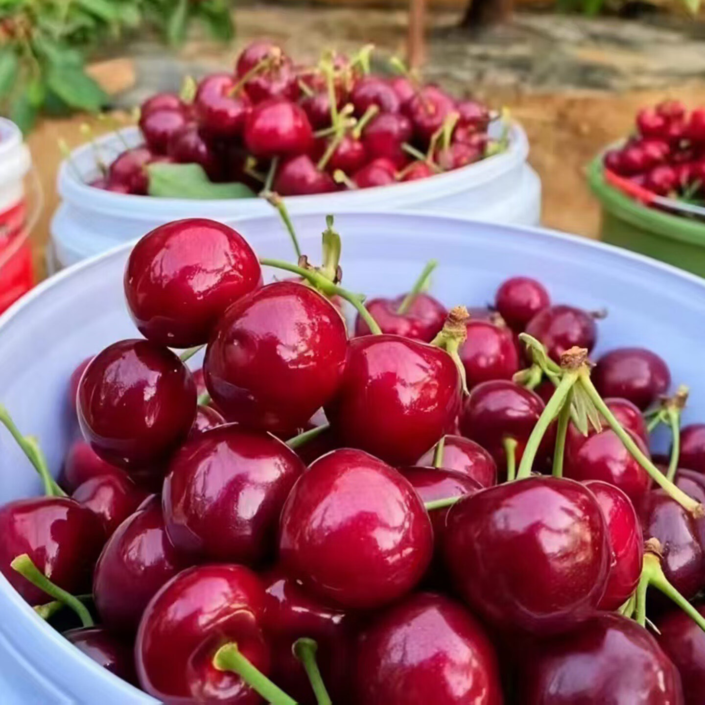 JDBMO大连美早大樱桃国产车厘子【顺丰/京东-多地次日达】当季新鲜水果 2斤(净重) 实惠装 巨无霸3j 单果30-32mm