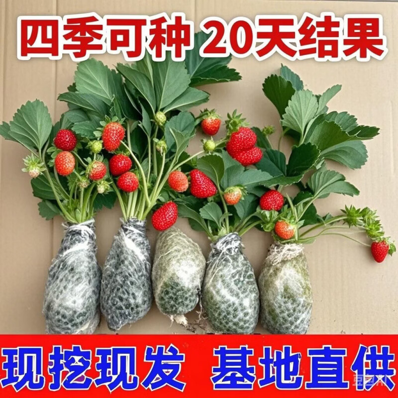 清洁Yyn 四季奶油大草莓(高产苗) 5颗装