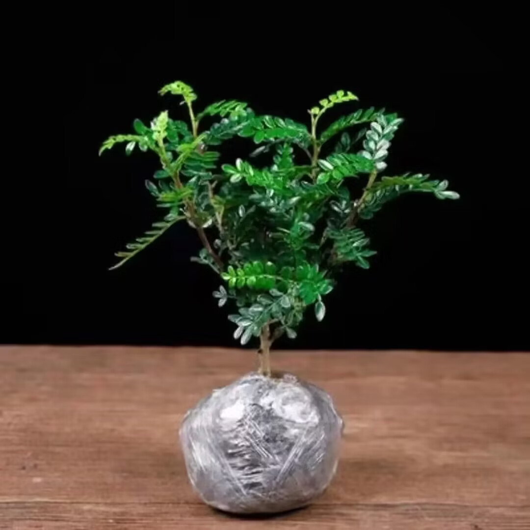 清香木胡椒木驱蚊绿植盆栽甜品装饰室内四季好养花卉叶片清 2盆+加仑盆