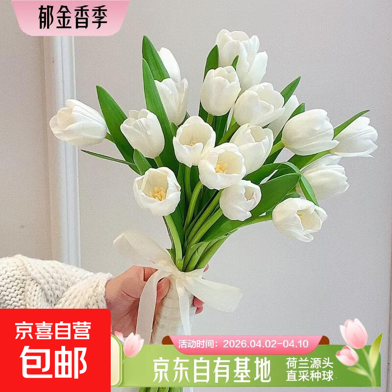 郁金香鲜花随机色云南源头直发 【珍珠白】郁金香鲜花10枝