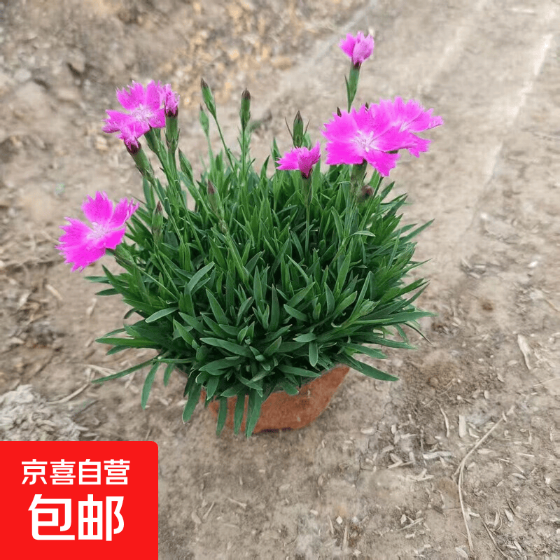 欧石竹花苗盆栽矮生花卉基地直销批发绿化四季绿庭院 欧石竹2盆