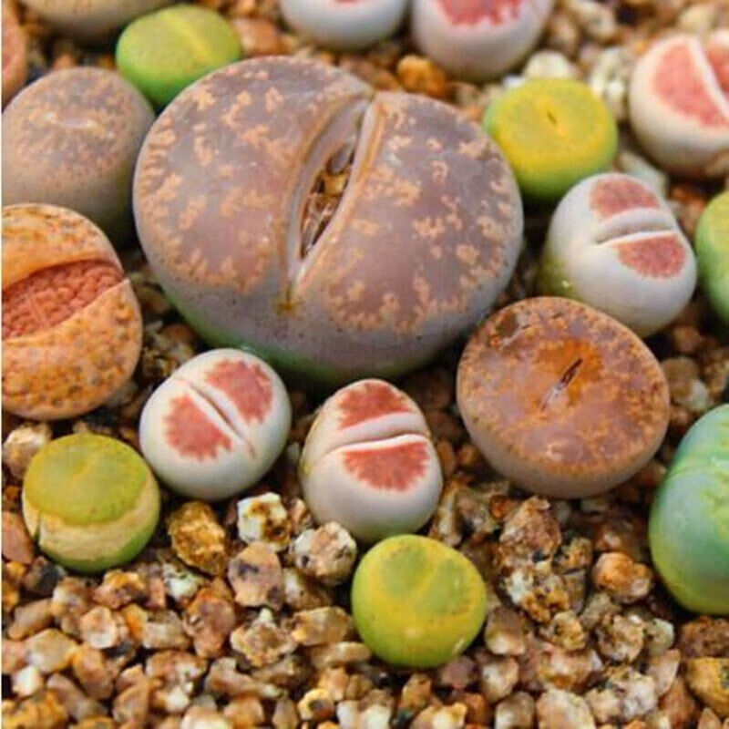 多肉植物盆栽 混合生石花 屁股花 pp花 石生花绿植 小生石花1cm左右