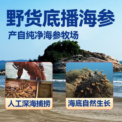 亿鲜笙野货即食海参不包冰大个头肉厚筋道独立包装开袋即食深海刺参营养 1500g（送海参鸡1盒） 13-20只/斤