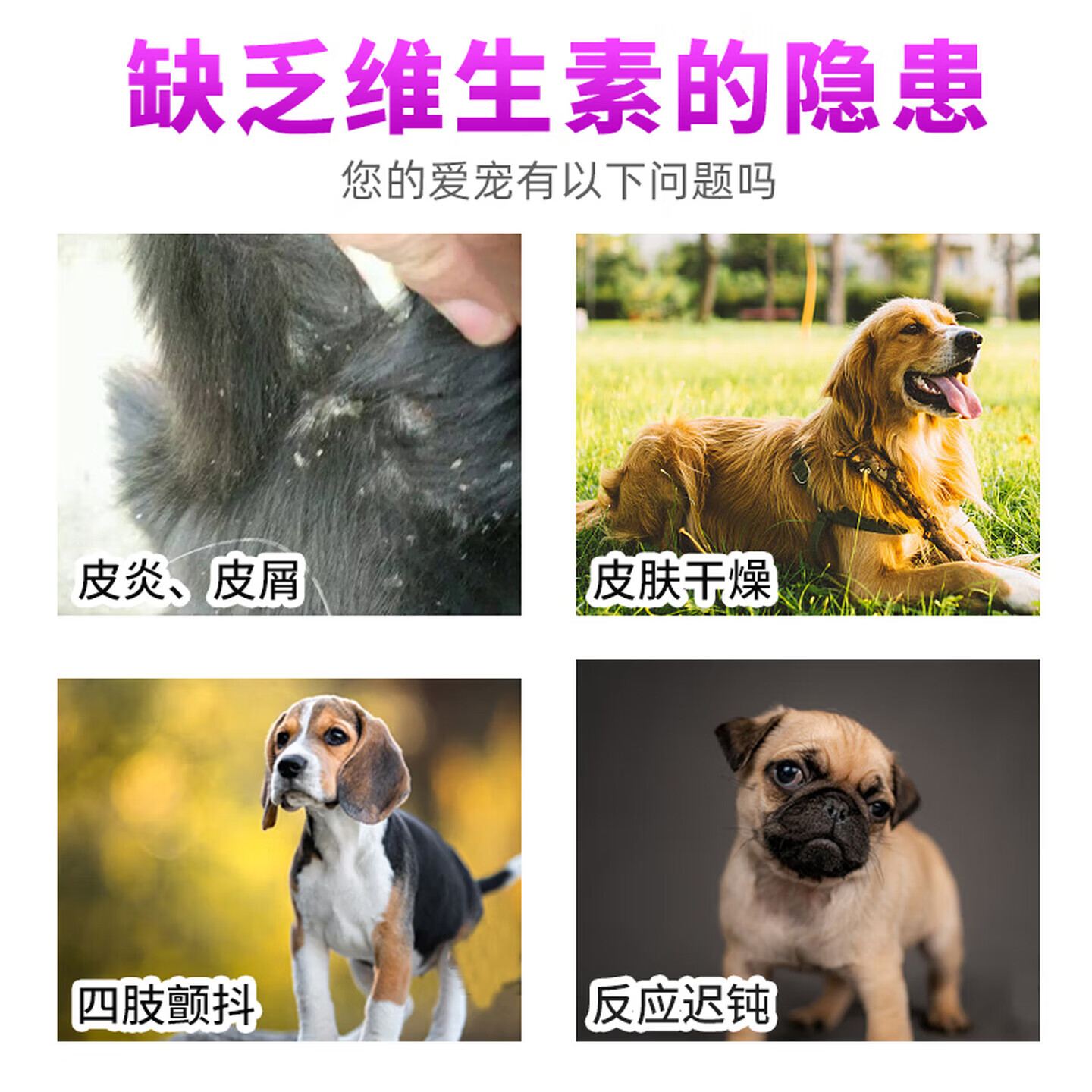 乐施b族宠物猫咪幼猫犬狗狗维生素猫 复合维生素b猫用维生素 乐施-维生素B族158片