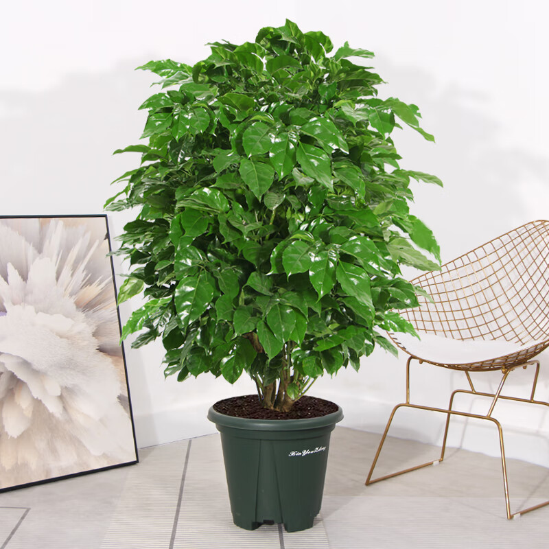 中梦 客厅大盆栽四季大绿植绿宝植物 从生幸福树70-80厘米(青山盆) 不