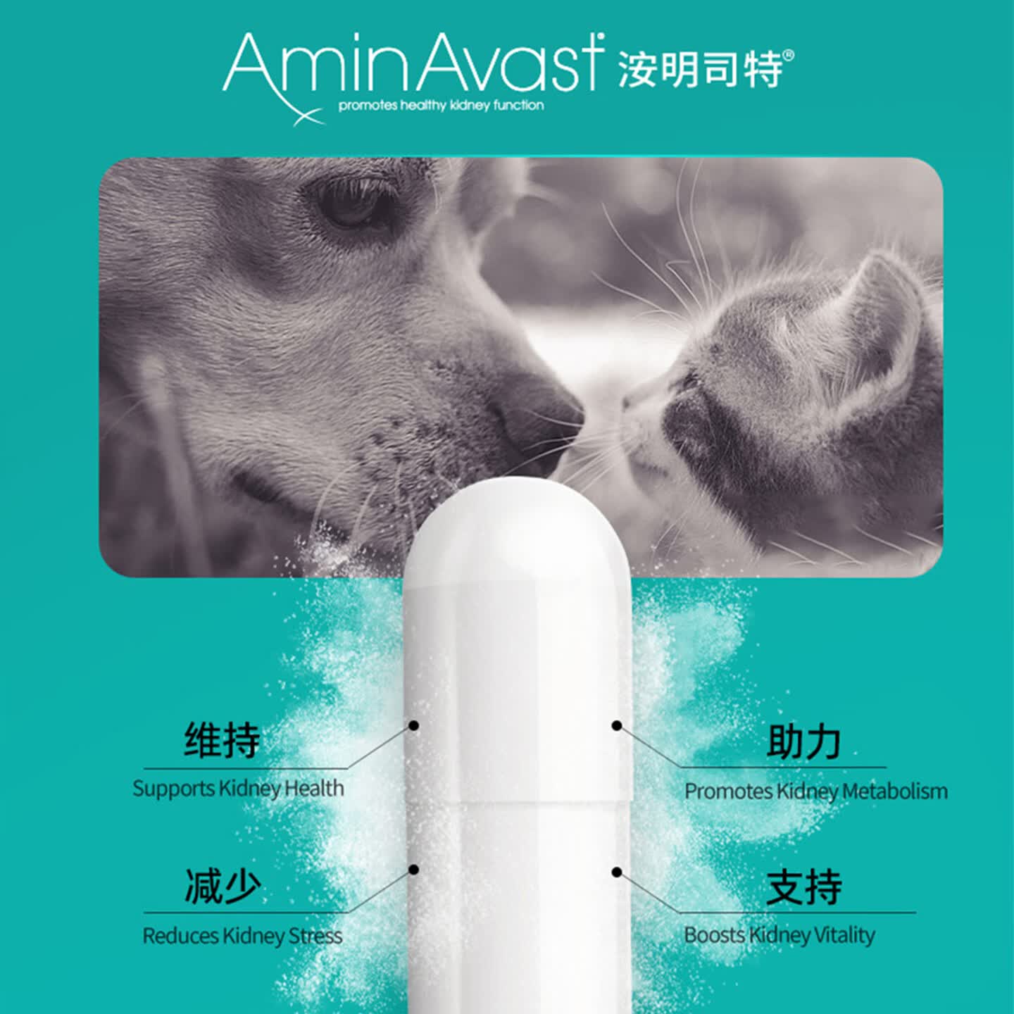 AMINAVAST美国胺肾宠物犬猫狗肾衰停慢性护肾衰竭维护调理降磷降尿氮修维护 9KG以上犬用(1000mg)