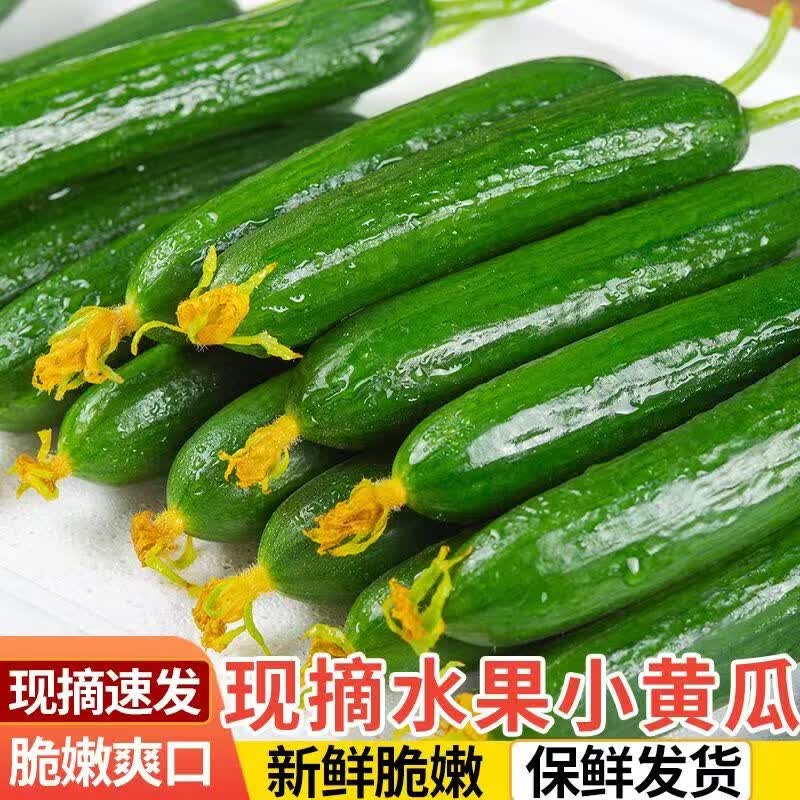 臻菜嫂山东寿光水果黄瓜应季新鲜小黄瓜生吃蘸酱小青瓜蔬菜减肥搭配 新鲜水果黄瓜5斤