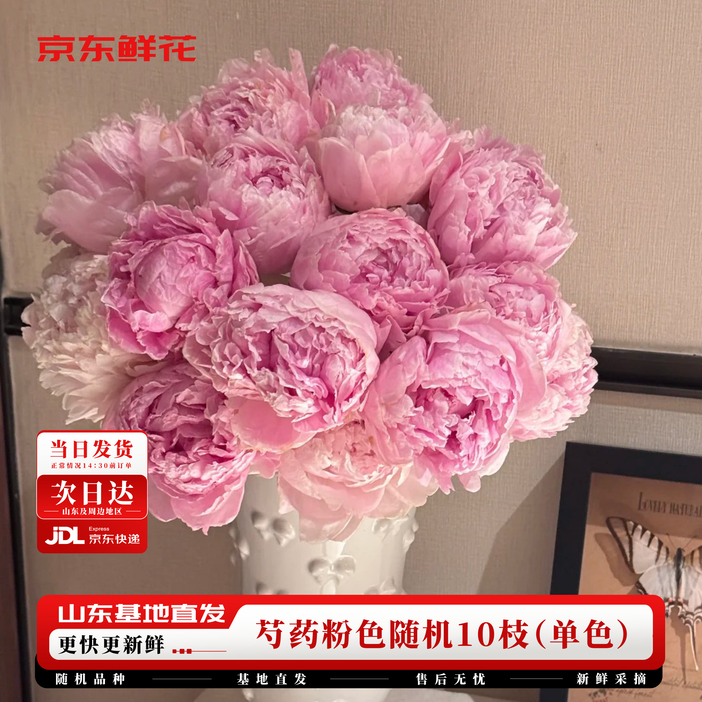 京东鲜花山东芍药【粉色随机】品种发货10枝装日常悦己礼品基地源头直发