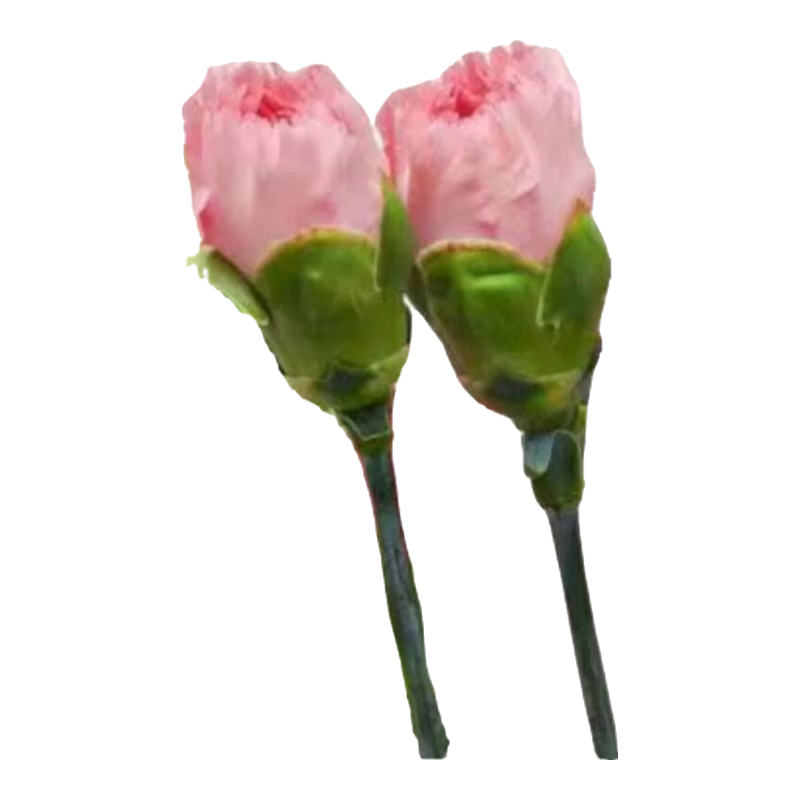  ����ܰ ˮ���廨 5֧ ��ɫ ����ֱ�� Ů���ĸ�׽��������� 9.99Ԫ