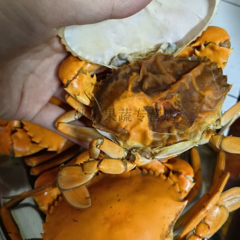 鲜活重壳蟹重皮蟹软壳蟹南沙青蟹一蟹双壳鲜活水产海鲜 重壳蟹1斤3至4只装