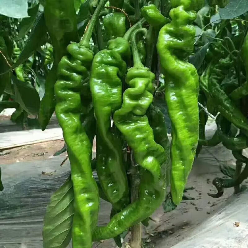 螺丝椒苗 香辣特大辣椒种籽螺丝椒薄皮蔬菜苗秧孑- 螺丝椒苗100颗【带土发货】