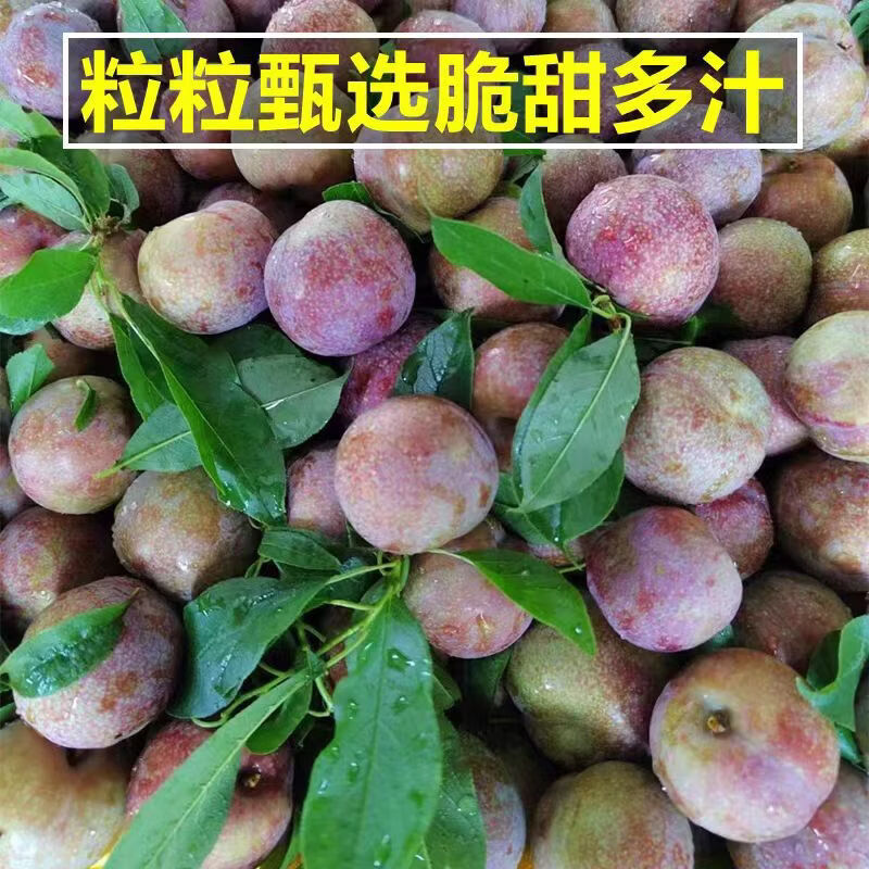 名绩正宗信宜钱排三华李新鲜当季水果现货孕妇酸甜脆包邮红心李子 净重特大果5斤