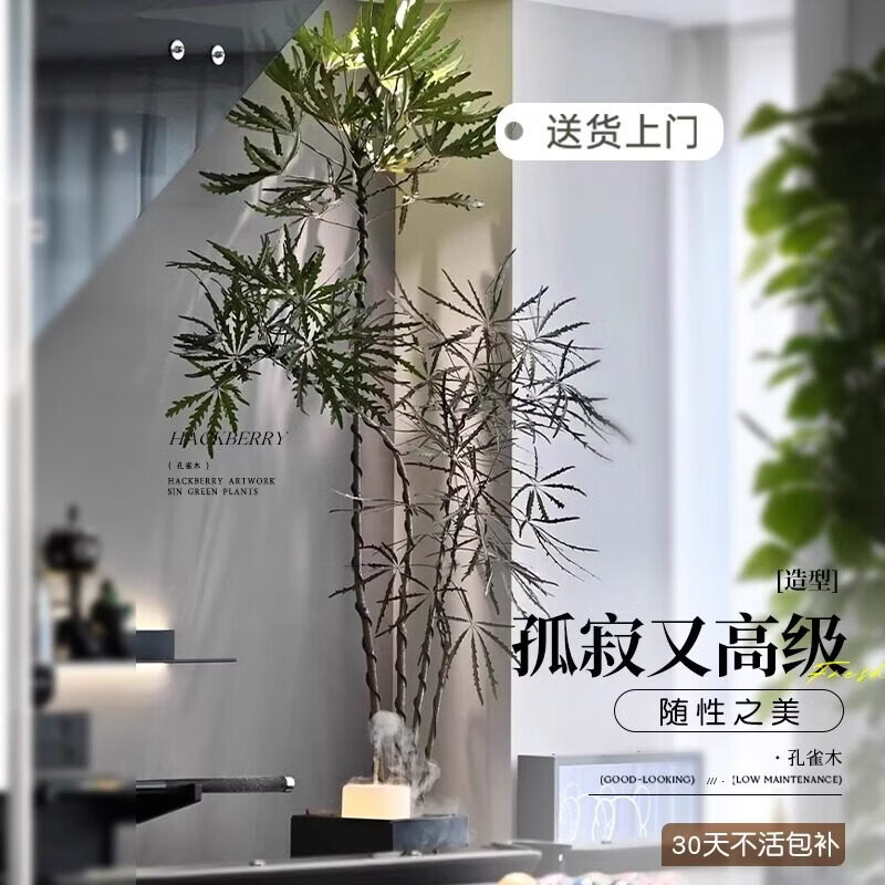 雅致孔雀木绿植室内大型盆栽客厅办公室网红观叶植物落地大号四季好养 精品飘枝孔雀木1.7-1.9米【白色仿直筒树脂盆】
