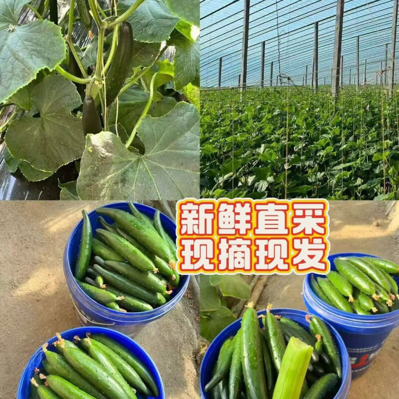 精选水果当季黄瓜农家应季现摘蔬菜新鲜水果黄瓜爽口绿心脆甜减脂 现摘精选品质 5斤 净重